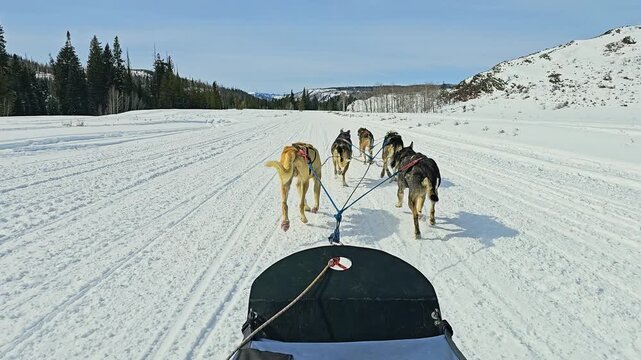 Wyoming dog sledding POV shows a strong husky team pulling across a wide winter trail, surrounded by snow covered hills, pine woods, and quiet backcountry scenery in daylight under blue sky.