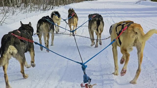First person Rocky Mountain dog sled ride captures huskies pulling through a broad alpine valley, with groomed snow tracks, evergreen trees, and layered winter hills in daylight outside.