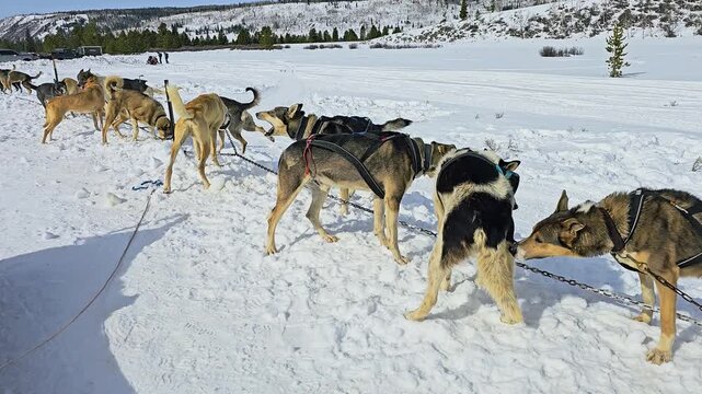Team of harnessed sled dogs waits in deep snow before a dogsledding run, with huskies lined along a chain, snowy mountain trails, pine trees, and bright winter scenery in daylight.