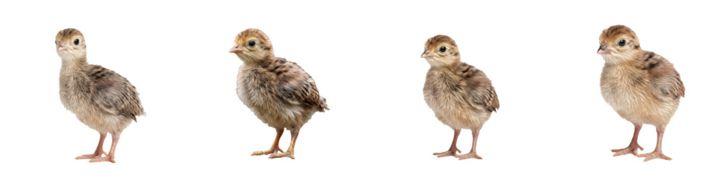 Cute young baby turkey poult standing isolated on a white background   