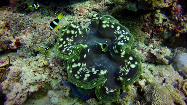 A big giant clam on a coral reef with anemone fish swimming beside