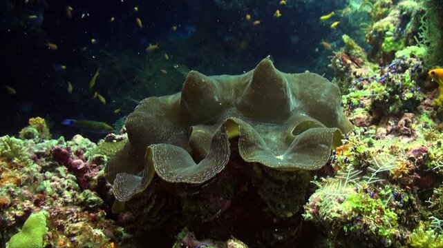 Giant clam on coral reef and reef fishes