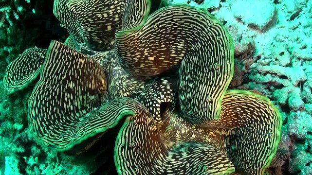 A giant clam is sitting on a coral reef filmed close up