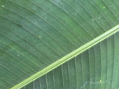 Macro shot of fresh green leaf texture with detailed parallel veins photo