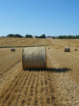 Numerous round straw bales lie across a wide stubble field after the grain harvest. Golden crop residues, tractor tracks and a clear blue summer sky characterize the agricultural landscape.