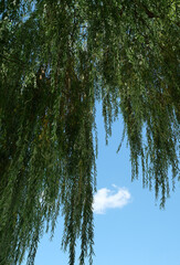 Long cascading branches of a weeping willow, Salix, form a natural green frame around open blue summer sky with a small white cloud. Vertical nature image with generous copy space. © Frank