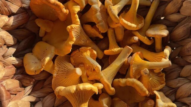 Golden chanterelle mushrooms filling the frame under warm sunlight, raw forest harvest, organic food texture, seasonal culinary bounty, healthy eating, autumn harvest, rustic cooking.