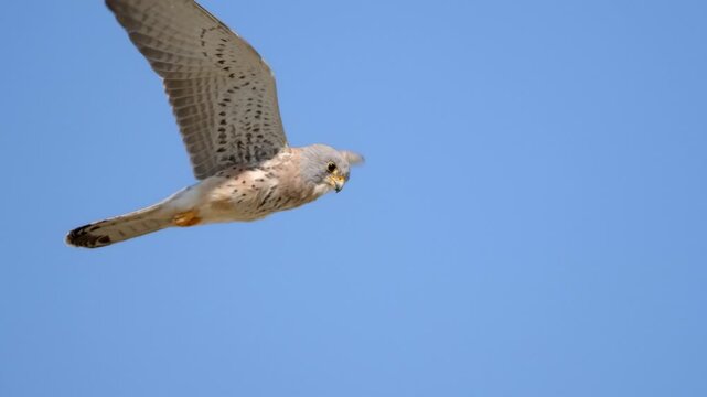 Rock kestrel hovering in mid air while hunting, wings flapping in slow motion against a clear blue sky. Full frame wildlife footage showing the focused bird suspended in flight.