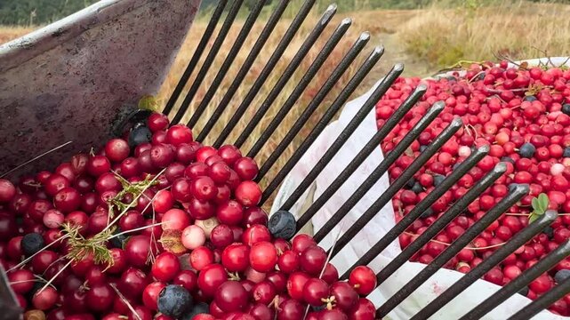 Lingonberries gathered in sack and berry comb harvester, autumn Carpathian mountain backdrop, traditional rural berry picking scene with vivid seasonal colors