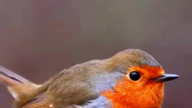 European robin bird with bright orange breast perched in soft natural lighting