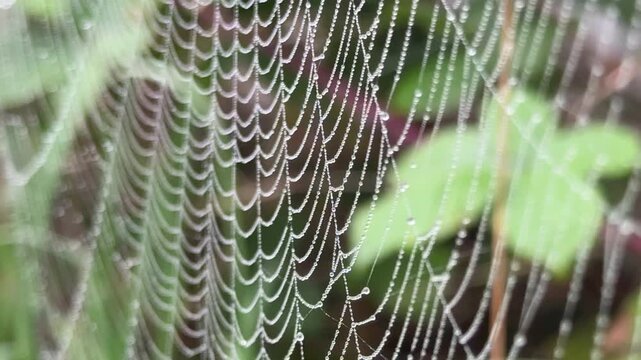 Web of spider close up in morning light with leaves behind nature and insect shout UK 4K