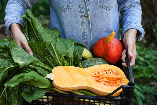 Woman farmer collecting fresh organic vegetables and fruits - Harvest fall season concept - Main focus on veg box - UGC content