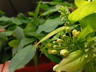 Obraz premium Close Up of Red Rangoon Creeper Flowers Blooming