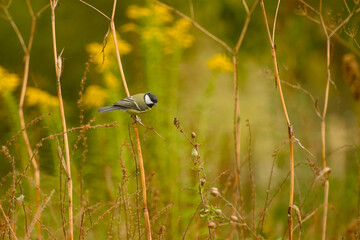 Great tit perched on a dry plant stem among tall meadow vegetation, looking downward © in_colors