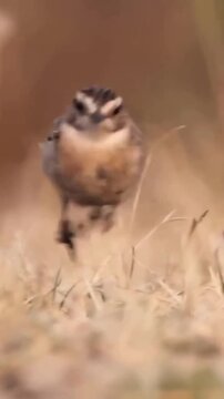 Small songbird standing on dry ground in natural field