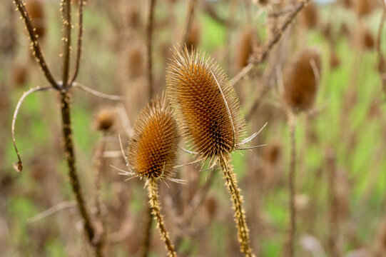 Spiky Teasel Seed Head in Autumn Field