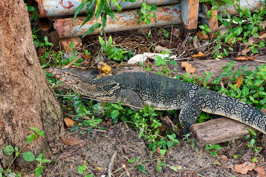 water monitor or Varanus salvator lizard look at quarry on tree