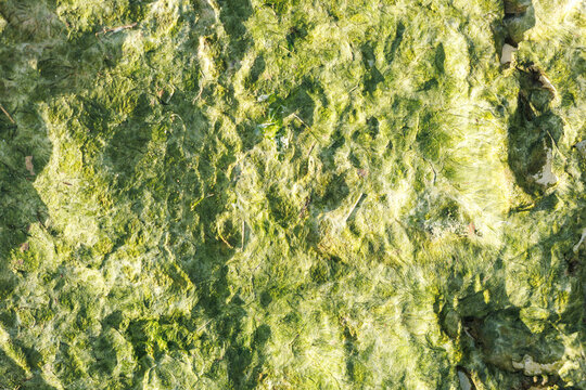Abstract Green Seaweed Texture With Organic Coastal Patterns