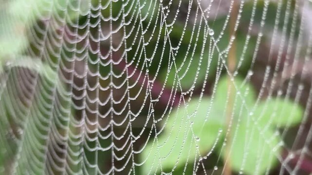 Spider web close up with droplets of water on and moving in light breeze as nature occupies spaces in our environment UK 4K