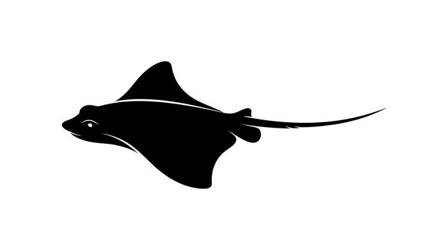 Black stingray swimming in water