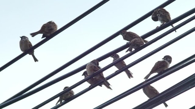 Flock of sparrows perched on tangled electrical wires against bright blue sky, urban wildlife birds resting on power lines