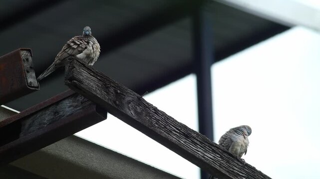 Zebra Doves Perched on Weathered Wooden Roof Beam Fluffing Feathers