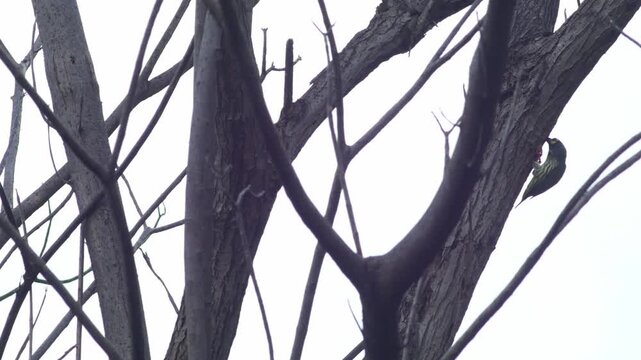 Coppersmith barbet bird perched at nest hole on dead tree trunk among tangled bare branches