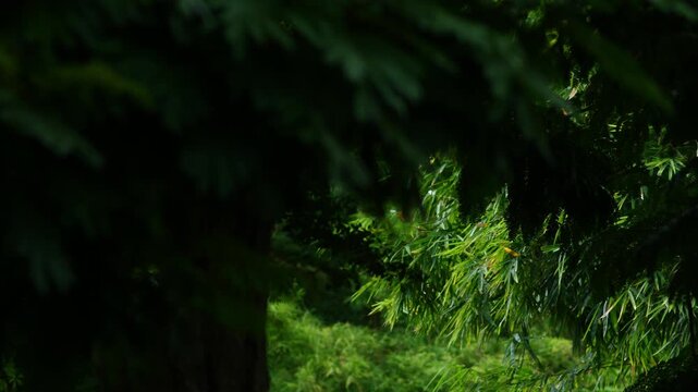 moody forest with light illuminating grass and foliage beneath tall pine trees, dramatic sunlit patch in shadowy woodland