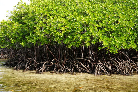 Foresta di mangrovie in Indonesia Bali