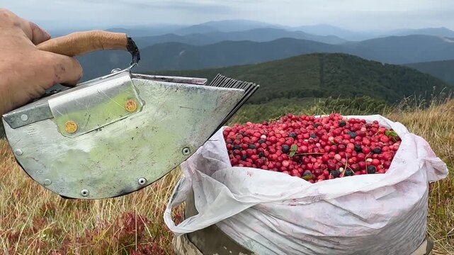 Lingonberries gathered in sack and berry comb harvester, autumn Carpathian mountain backdrop, traditional rural berry picking scene with vivid seasonal colors