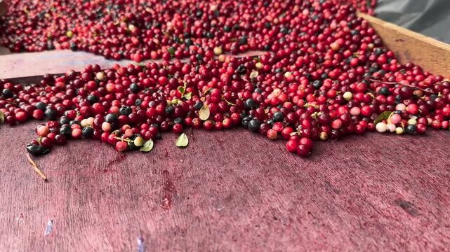   
Lingonberries sorted from leaves and grasses by rolling across tray, autumn harvest process in Carpathians, traditional rural berry cleaning method