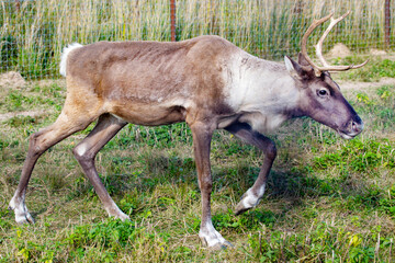 A reindeer walks on the grass on a bright sunny day. Wildlife, mammals, predators. © Victor1153