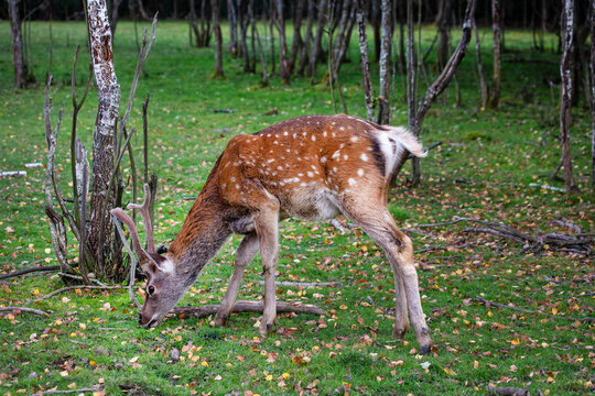 A young spotted deer grazes the grass on a bright sunny day. Wildlife, mammals, predators.