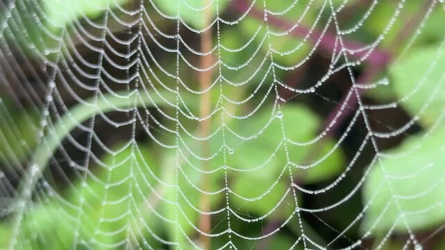Spider web cobweb, close up with droplets of water on and moving in light breeze as nature occupies spaces in our environment UK 4K