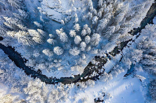 Aerial view of snow-covered pine trees and the winding Landwasser river in winter in Bergun Filisur, Grisons, Switzerland.