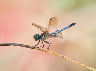 A Focus Stacked Close-up Image of a Male Blue Dasher Dragonfly © sdbower