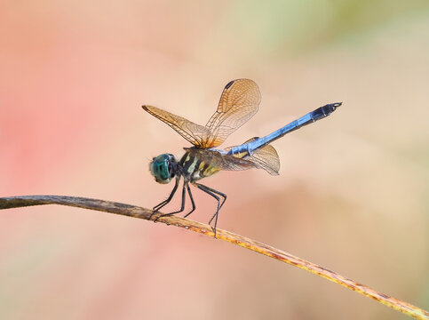 A Focus Stacked Close-up Image of a Male Blue Dasher Dragonfly