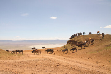 Hausrinderherde auf einem Hang vor der Landschaft des Ngorongoro-Kraters © Jane Be. The Picture