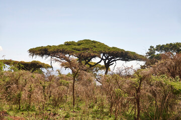Schirmförmige Bäume in trockener Buschlandschaft am Ngorongoro-Krater © Jane Be. The Picture