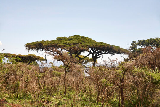 Schirmf&ouml;rmige B&auml;ume in trockener Buschlandschaft am Ngorongoro-Krater