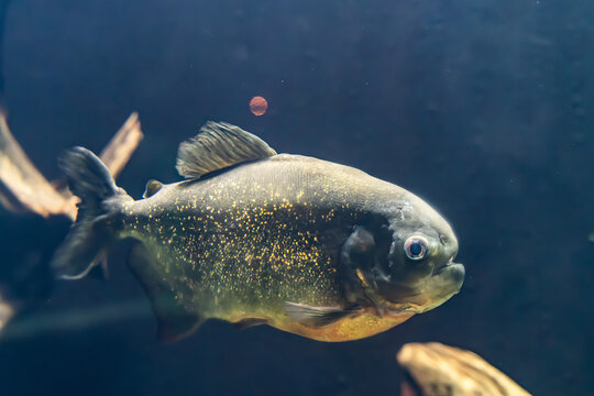 Close-Up of Red-Bellied Pacu Fish Swimming in Dark