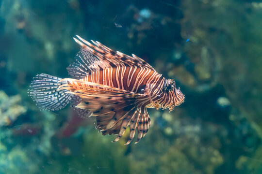 Red Lionfish with Striped Fins Swimming Underwater Near Coral Reef
