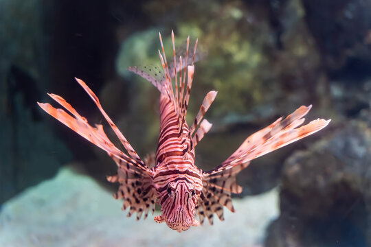 Red Lionfish with Striped Fins Swimming Underwater Near Coral Reef