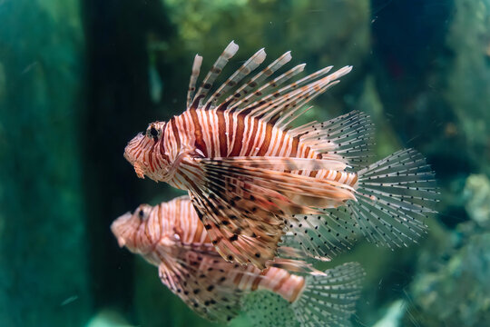 Red Lionfish with Striped Fins Swimming Underwater Near Coral Reef