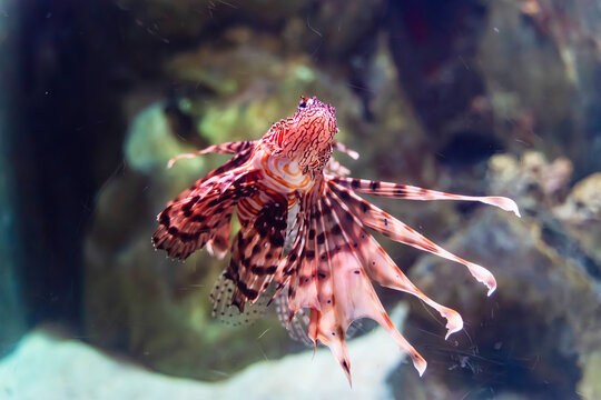 Red Lionfish with Striped Fins Swimming Underwater Near Coral Reef