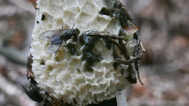 fly eats mucilage on the mushroom cap, stinkhorn, Phallus impudicus, insect on stinkhorn, fly,  stinkhorn, mushroom, insect, Valle Intelvi, San Fedele, Italy,