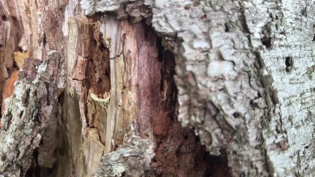 Close up moving shot of rotting wood on a tree with holes and knarled textured background of nature UK 4K 