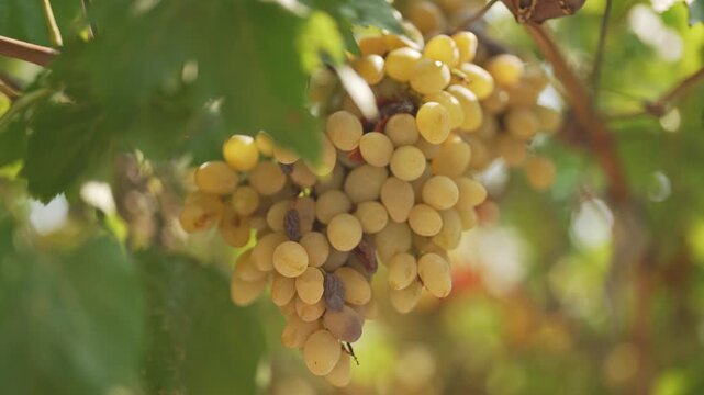 Ripe grapes hanging on vineyard vine.