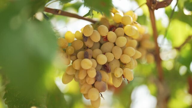 Ripe grapes hanging on vineyard vine.