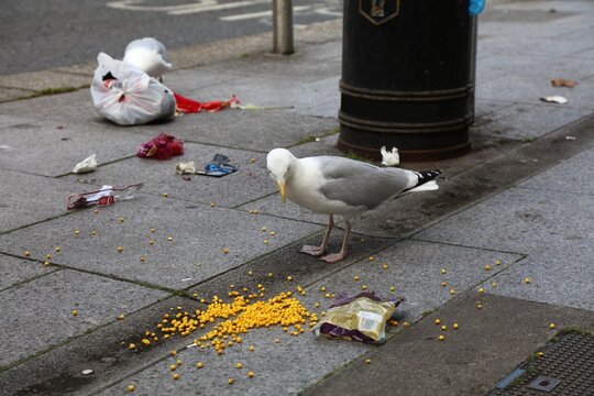 Seagull scavenging on city trash in Dublin. Bird making mess by opening and scattering garbage bags.